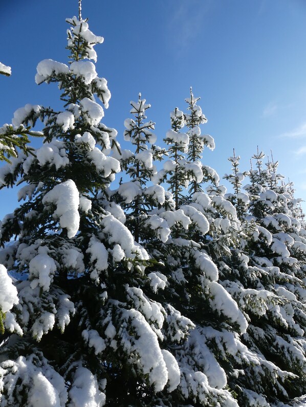 Une forêt dense d’arbres à feuilles persistantes recouverts de neige, se dressant sur un ciel bleu clair.