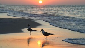En strandscene med to fugle, der står på den våde sand tæt ved vandkanten, mens solen går ned i baggrunden.