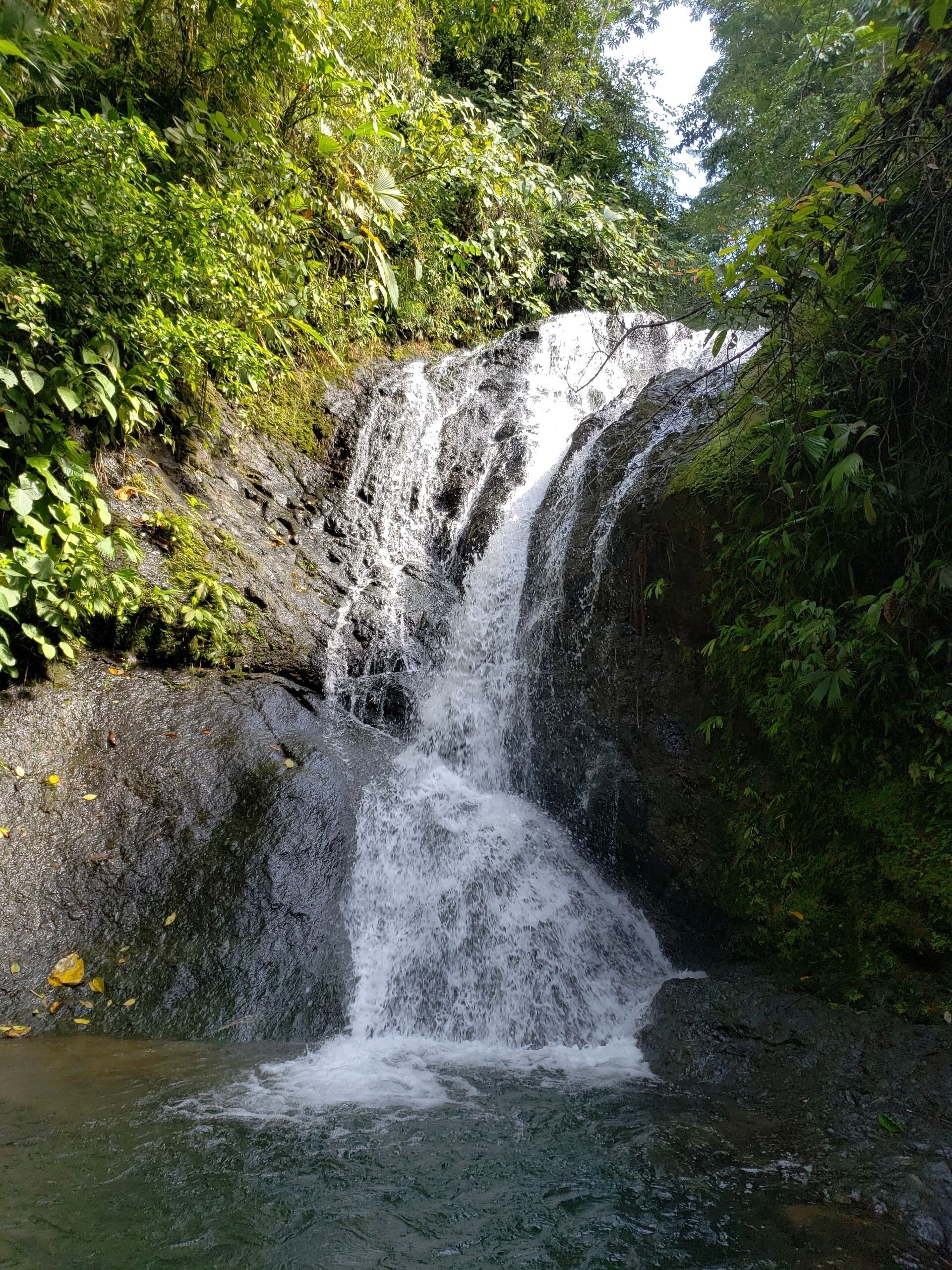 A waterfall surrounded by dense green foliage.