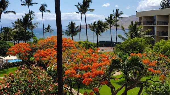 Property grounds - Maui Sunset B201: Beautiful 2 Bedroom, 2 Bath, Kihei Condo. Sleeps up to Six (Kihei)