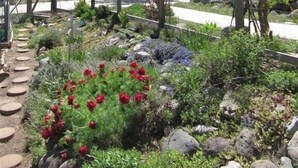 Un jardín con valla de madera, un sendero y flores rojas.
