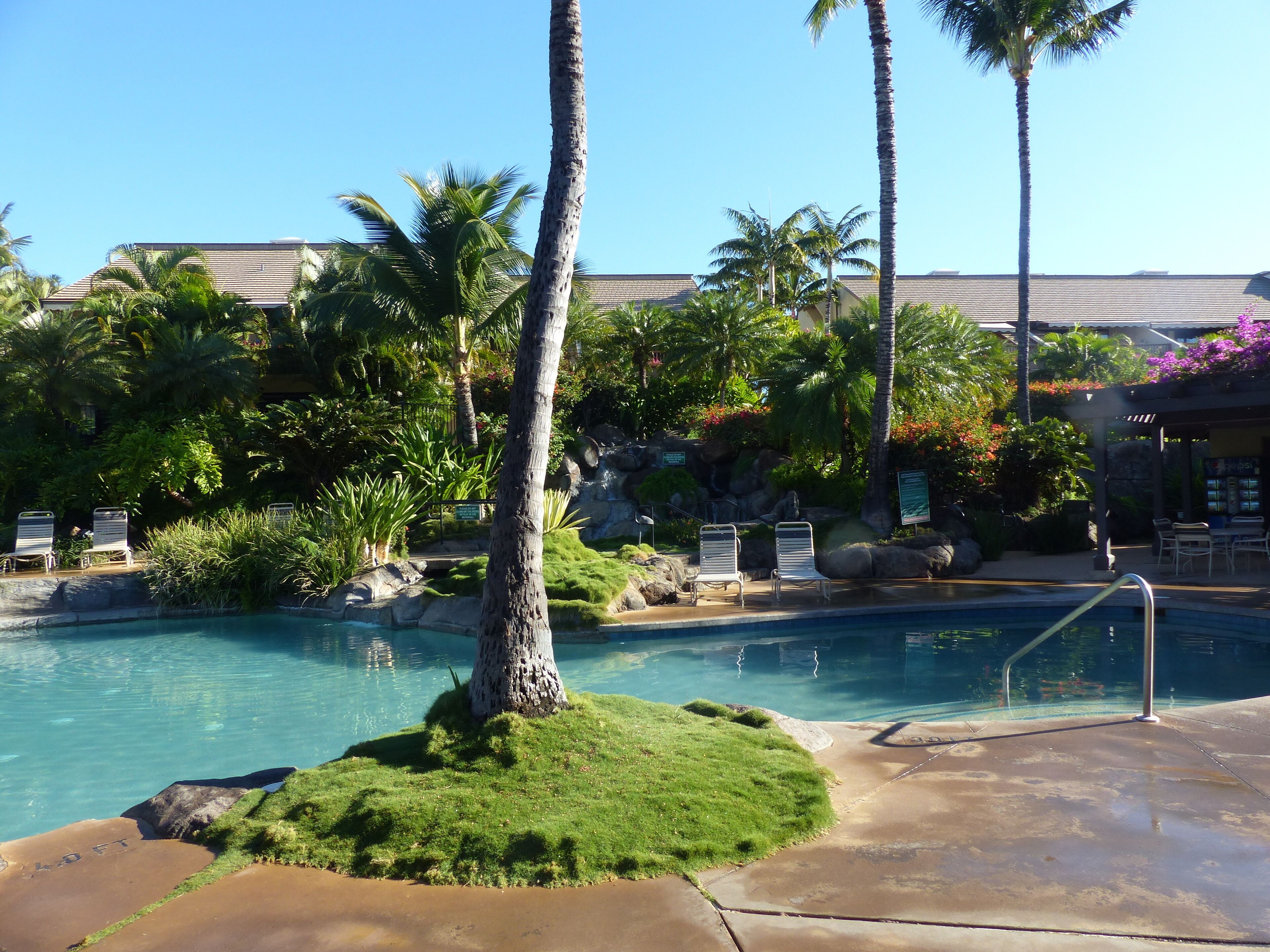A pool area with clear blue water, surrounded by palm trees and greenery. There are lounge chairs and a small waterfall feature.
