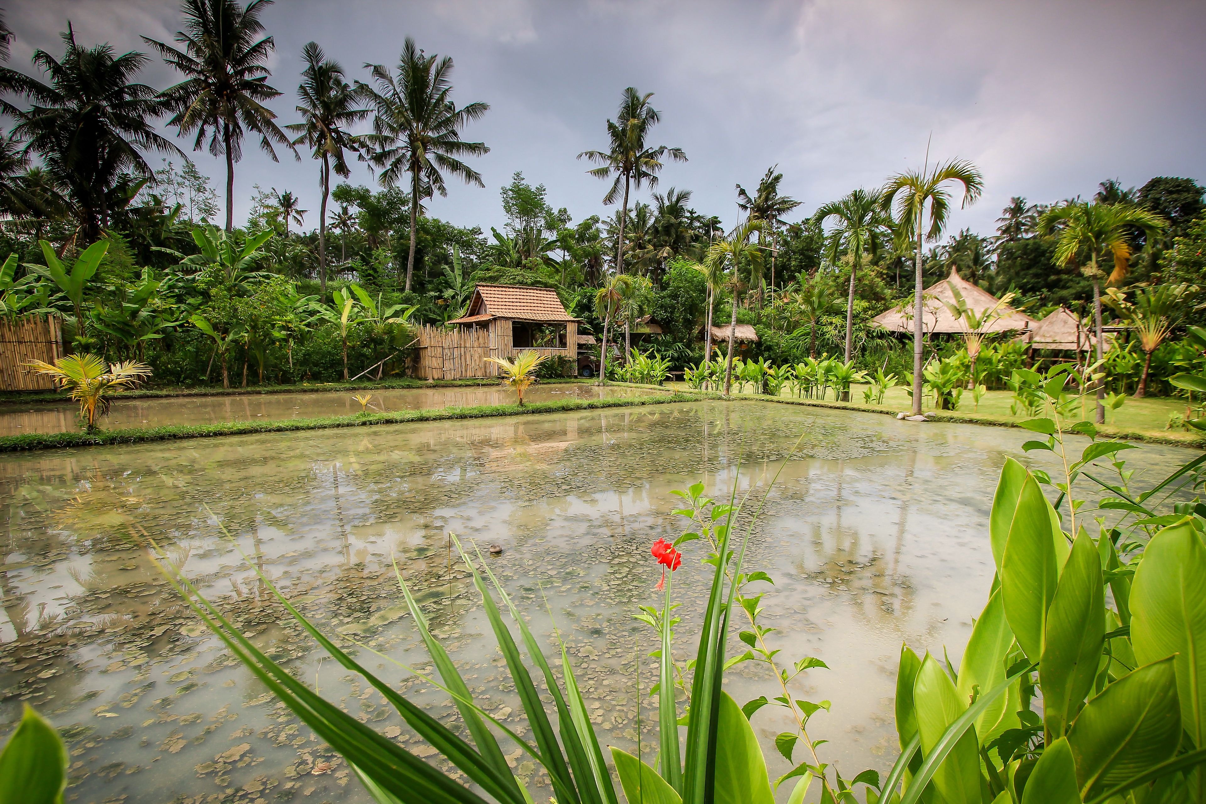 A tropical garden with a pond, palm trees, and traditional huts.