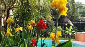 Une piscine entourée d’une végétation luxuriante et de fleurs aux couleurs vives.