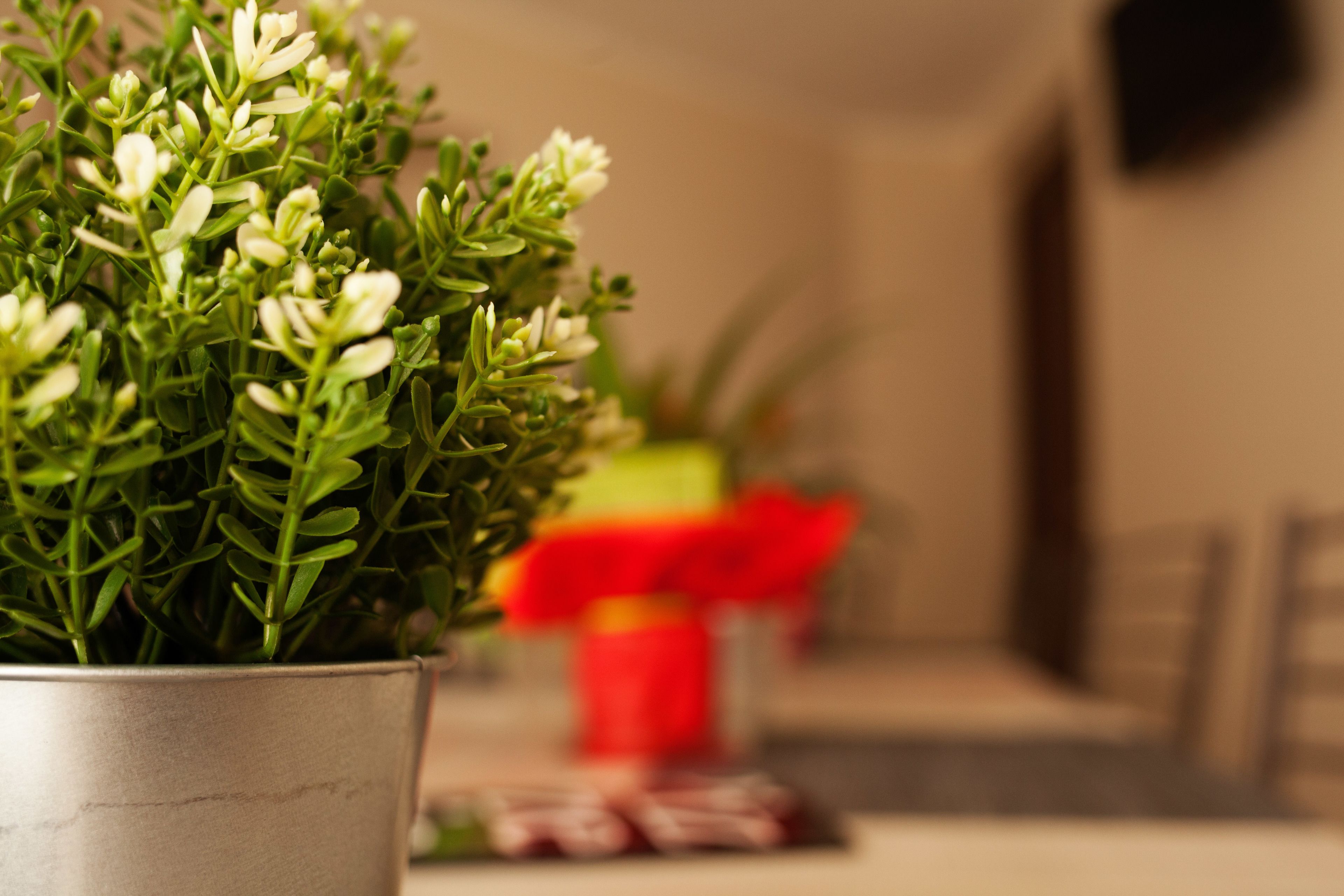 A potted plant with green leaves and white flowers in a metal pot.