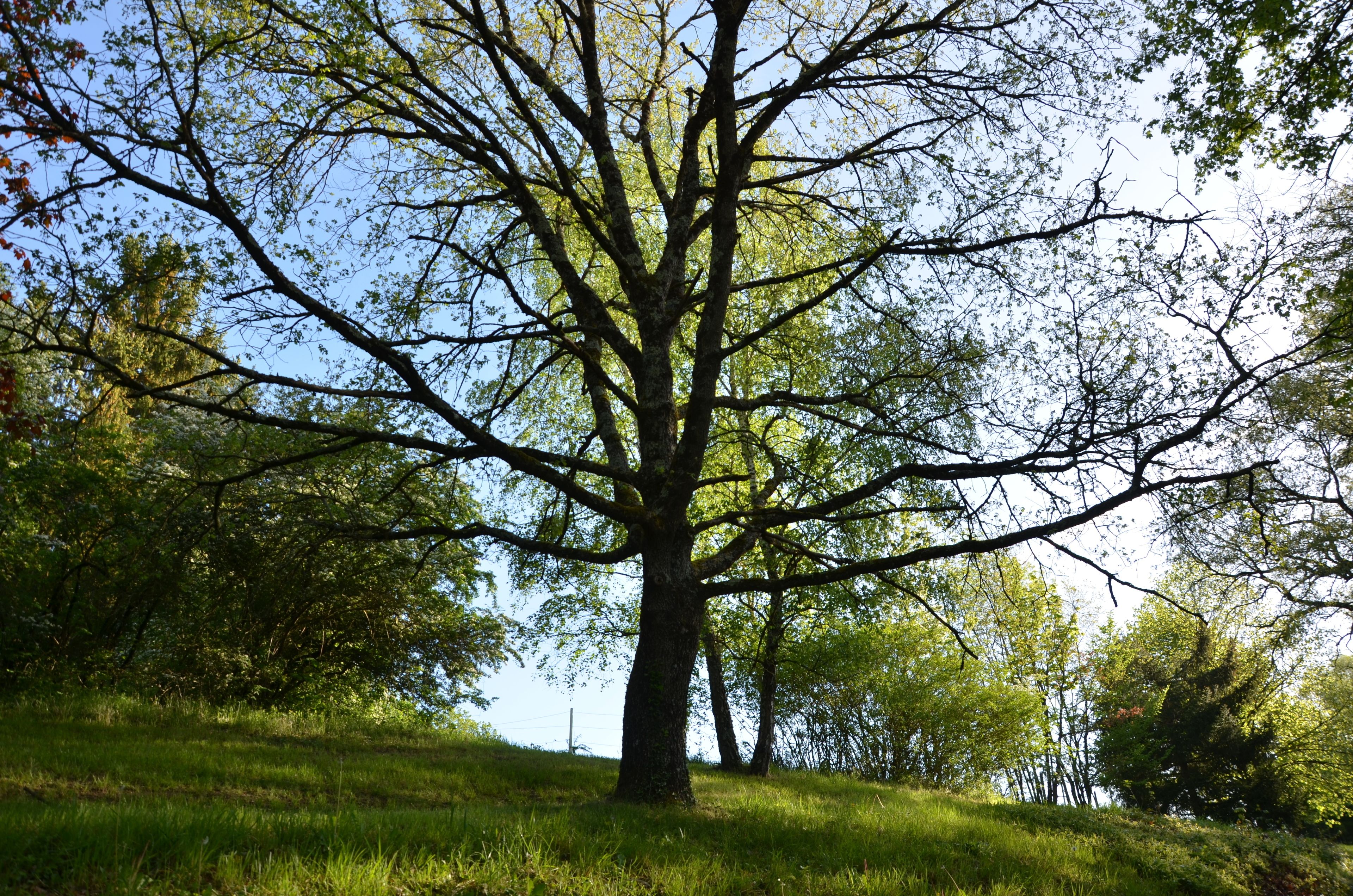 Un árbol grande con un tronco grueso y ramas extensas, rodeado de pasto y otros árboles.