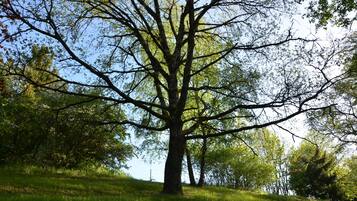 Un árbol grande con un tronco grueso y ramas extensas, rodeado de pasto y otros árboles.