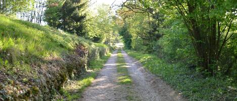 A rural dirt road flanked by trees and a stone wall.