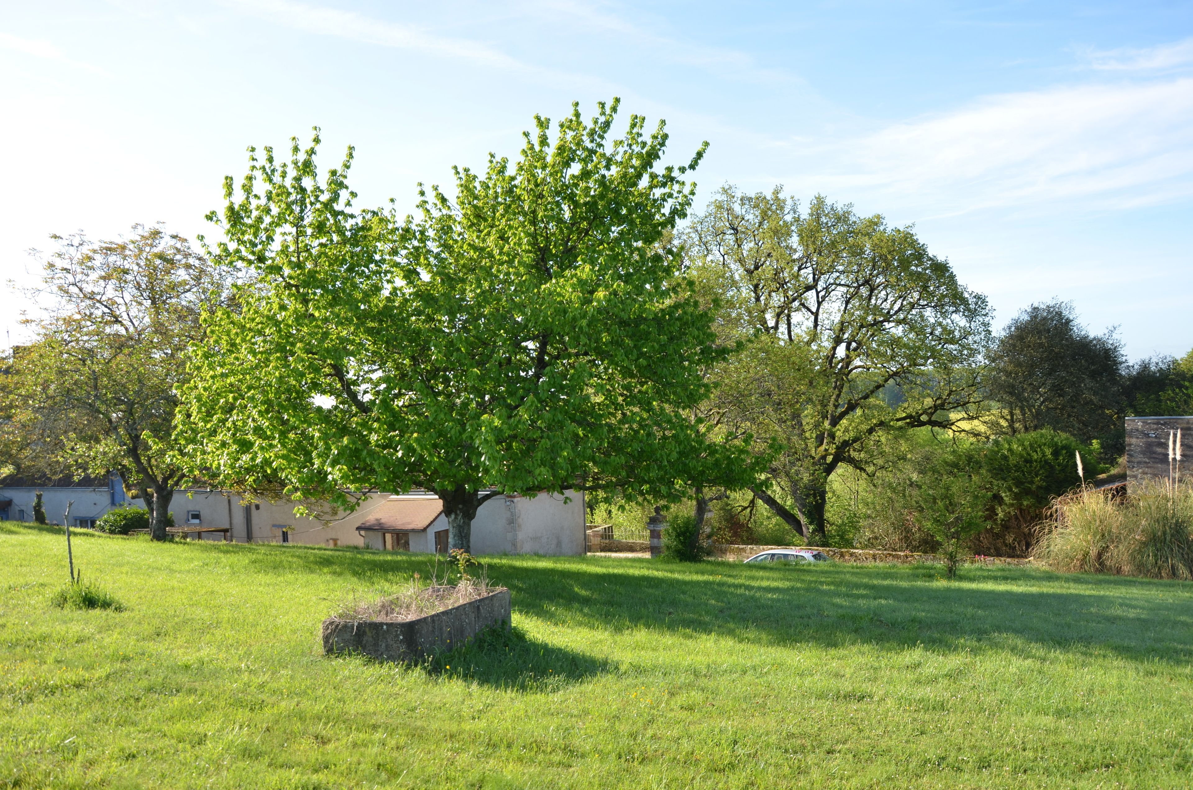 Un champ herbeux avec un grand arbre, un petit bâtiment et une voiture au loin.