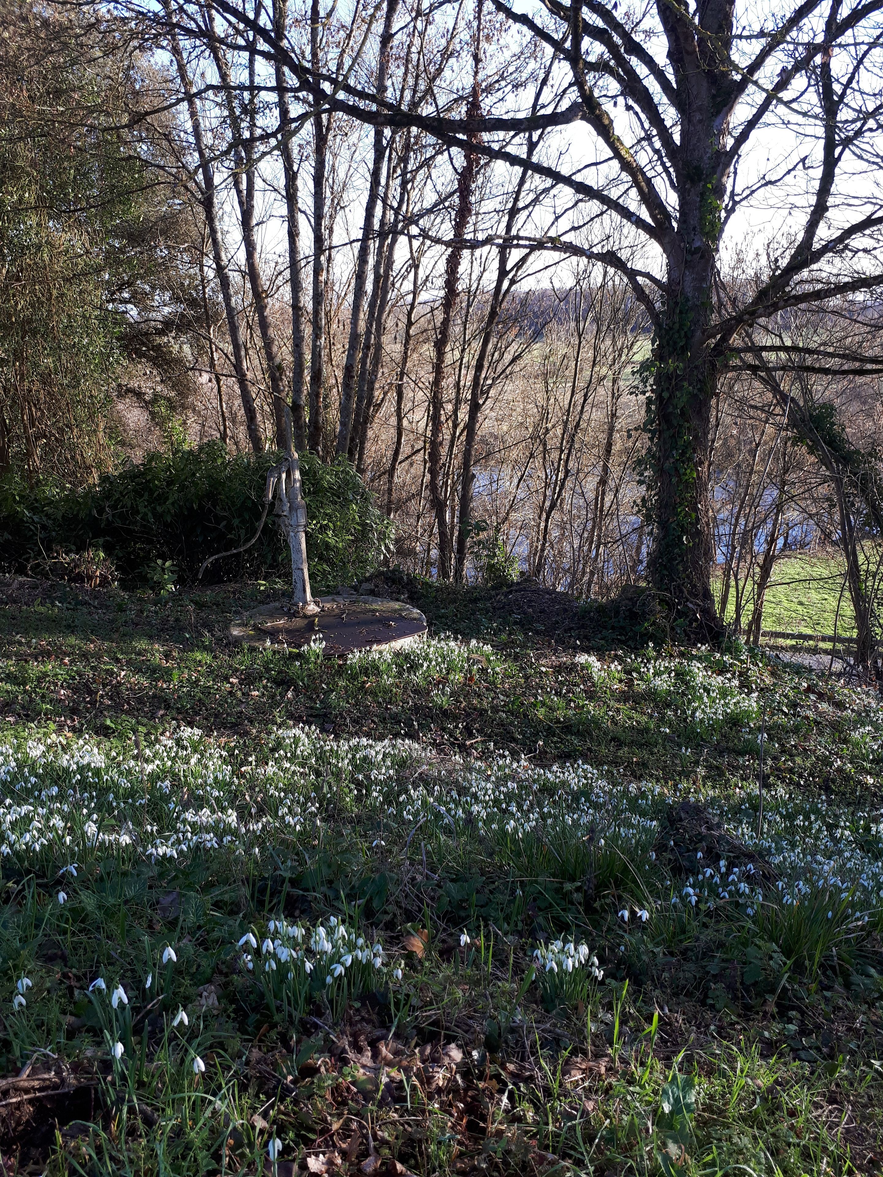 Een natuurlandschap met verschillende bomen, een waterpartij en sneeuwklokjes.