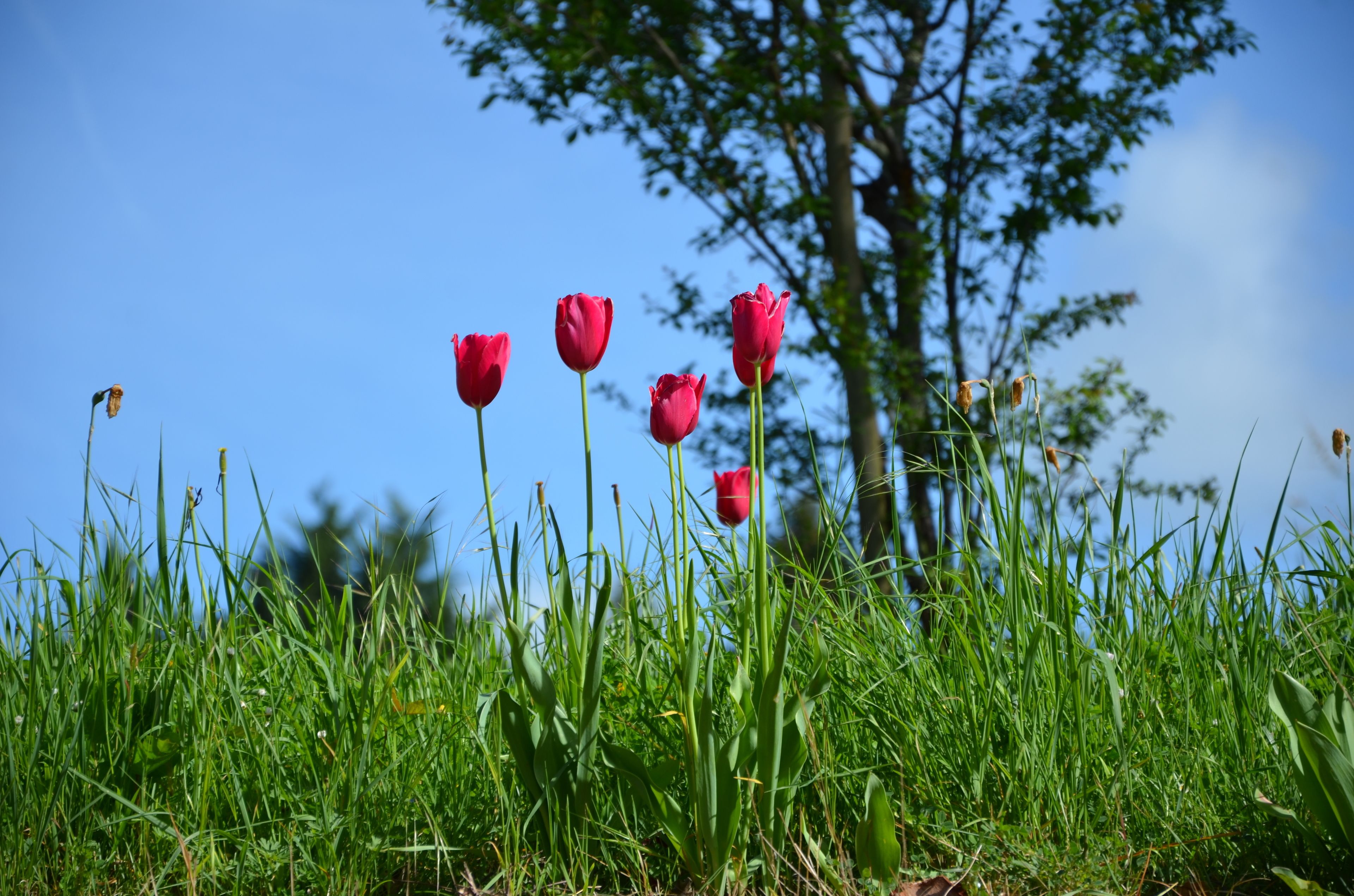 A grassy area with red tulips and a tree in the background.