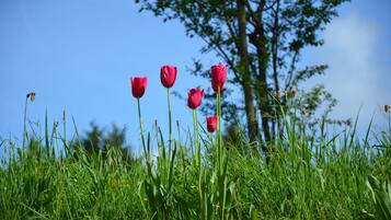 A grassy area with red tulips and a tree in the background.