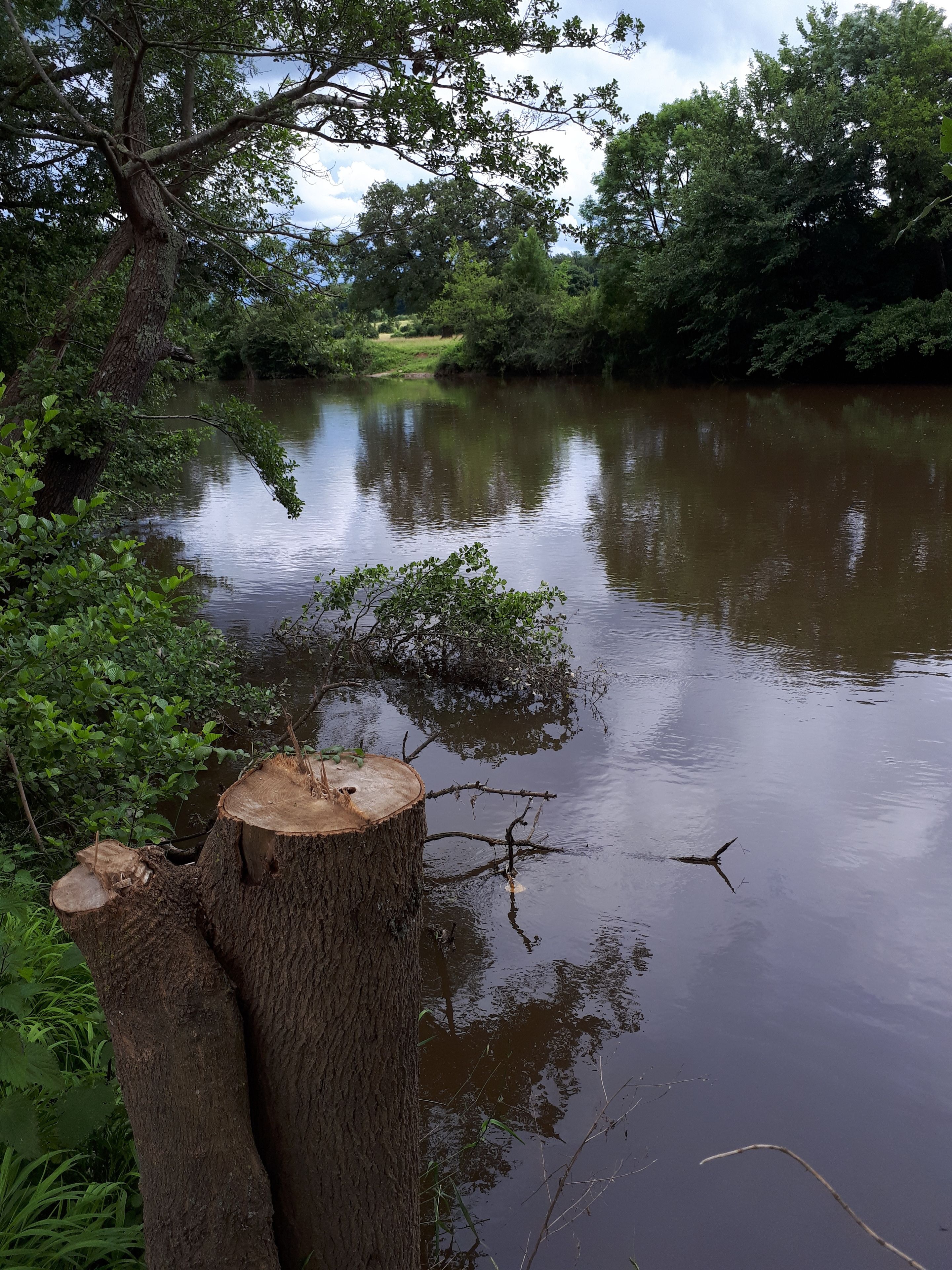 A calm river with trees and a wooden stump in the foreground.