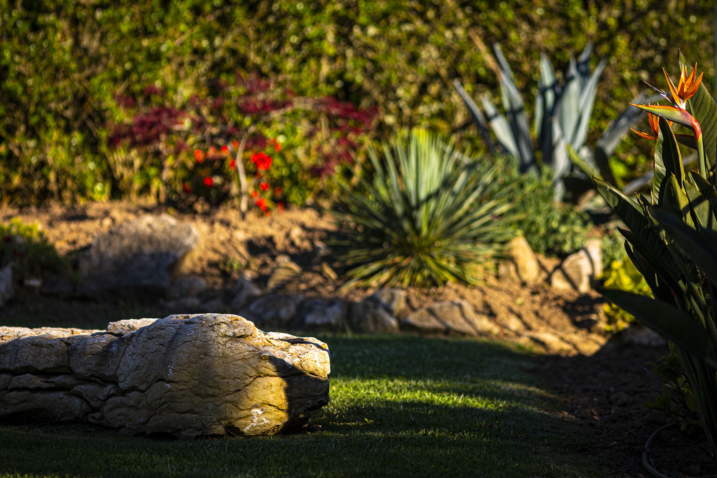Um jardim com uma rocha grande, diversas plantas e uma flor-pássaro.