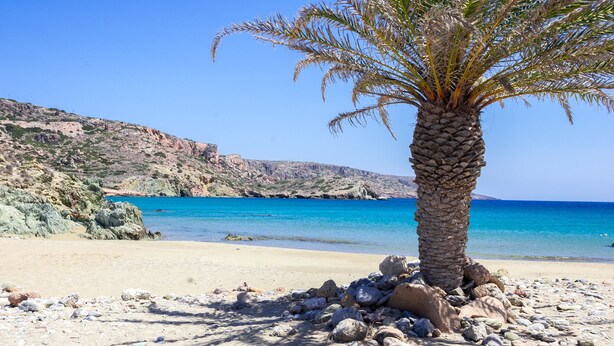 A palm tree on a rocky beach with clear blue water and a distant rocky coastline.