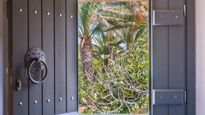 A room with a window revealing a view of a palm tree and other greenery.