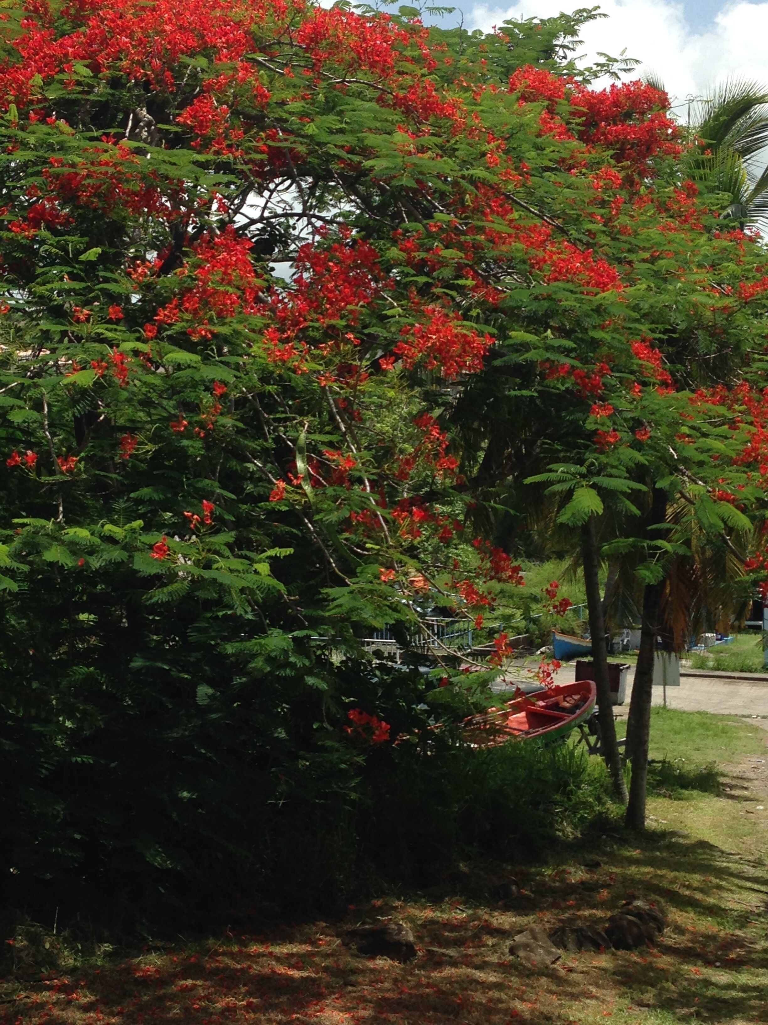A lush tree with dense red flowers and green foliage.