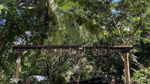 A wooden gate with a stone wall on one side, surrounded by lush greenery and trees. - Rancho el Rio: Nature, Riverside & Farm (Monteverde)