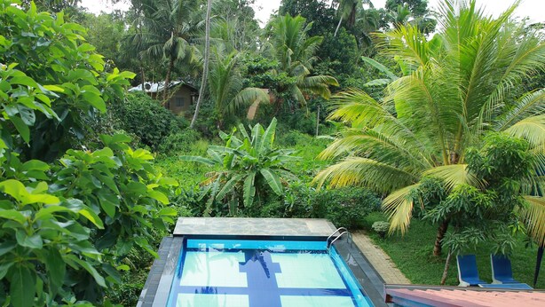 A rectangular swimming pool with a tiled deck, surrounded by lush greenery and palm trees.