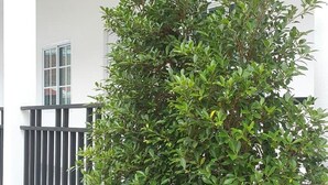 A building with a white exterior and a balcony. There are three potted plants on the ground. - Patchy&PPraw Family (Ubon Ratchathani)