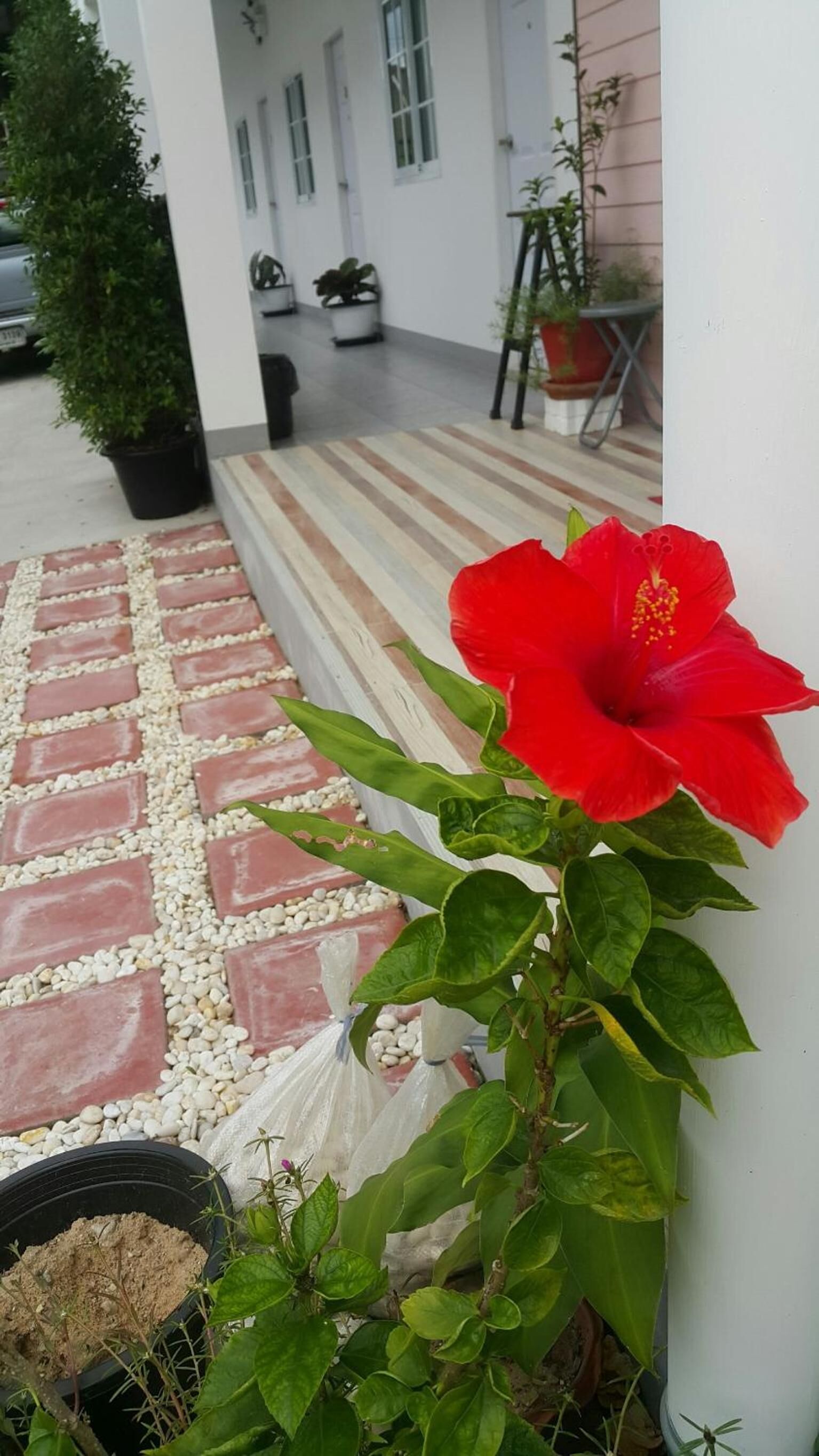 Eine rote Hibiskusblume in einem Blumentopf neben einem weißen Gebäude mit gestreiftem Boden und einem Ziegelweg.
