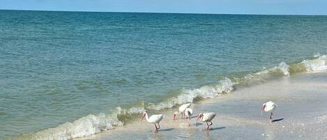 A beach with clear water and waves, and several white birds standing in shallow water.
