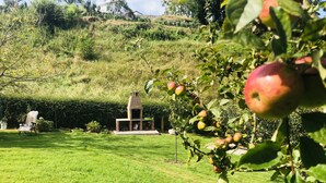 Ein grünes Hinterhof mit Grillplatz aus Ziegelsteinen, einem Stuhl und einem Apfelbaum.