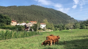 A rural landscape with a mountain, houses, and grazing cows.