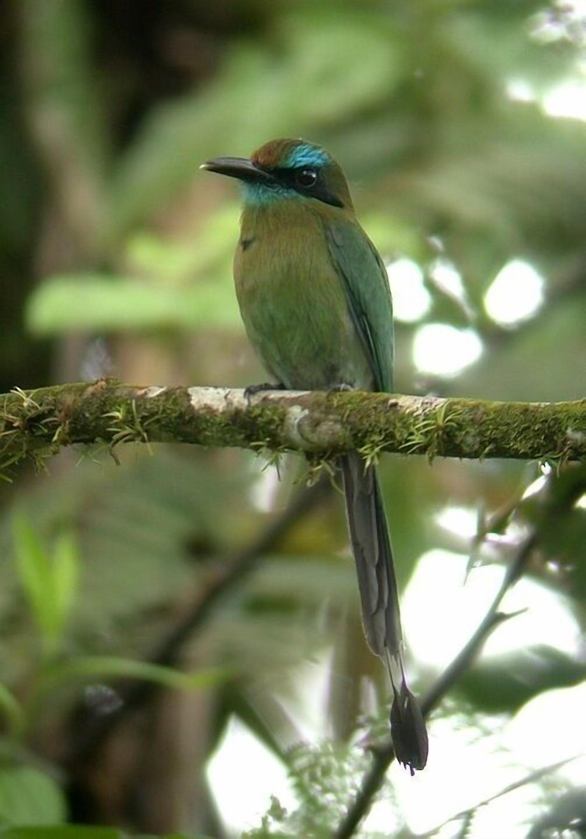 A bird perched on a moss-covered branch.