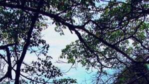 A beach with rocky formations and trees in the foreground. - La Cantera Resort (Cajón)
