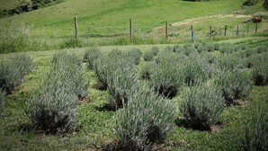 Paisaje rural con colinas onduladas, un campo cercado y una línea de árboles distante.