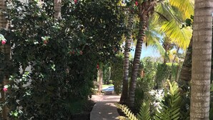 A pathway lined with lush greenery and palm trees, leading to a building in the distance. - The Condo is in the gated Sirenis Resort community. (Akumal)