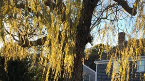 A white picket fence, a stone wall with the number 275, and a weeping willow tree.