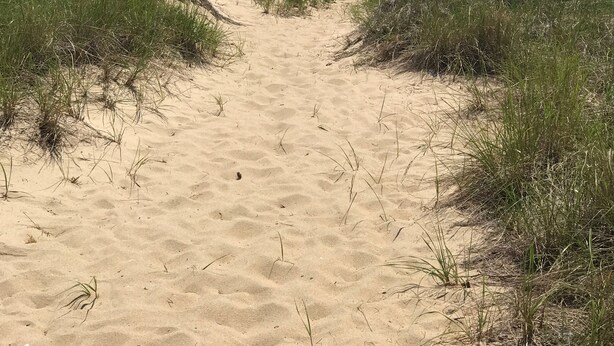 A sandy beach path leading to the ocean with grass on either side.