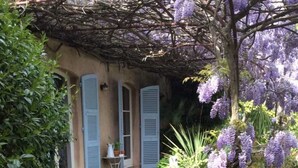 Un patio empedrado con un edificio rústico que presenta contraventanas azules, una pérgola con flores moradas y plantas en macetas.