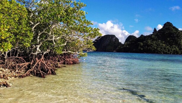 A coastal scene with clear shallow waters, mangrove roots, and rocky cliffs in the background.