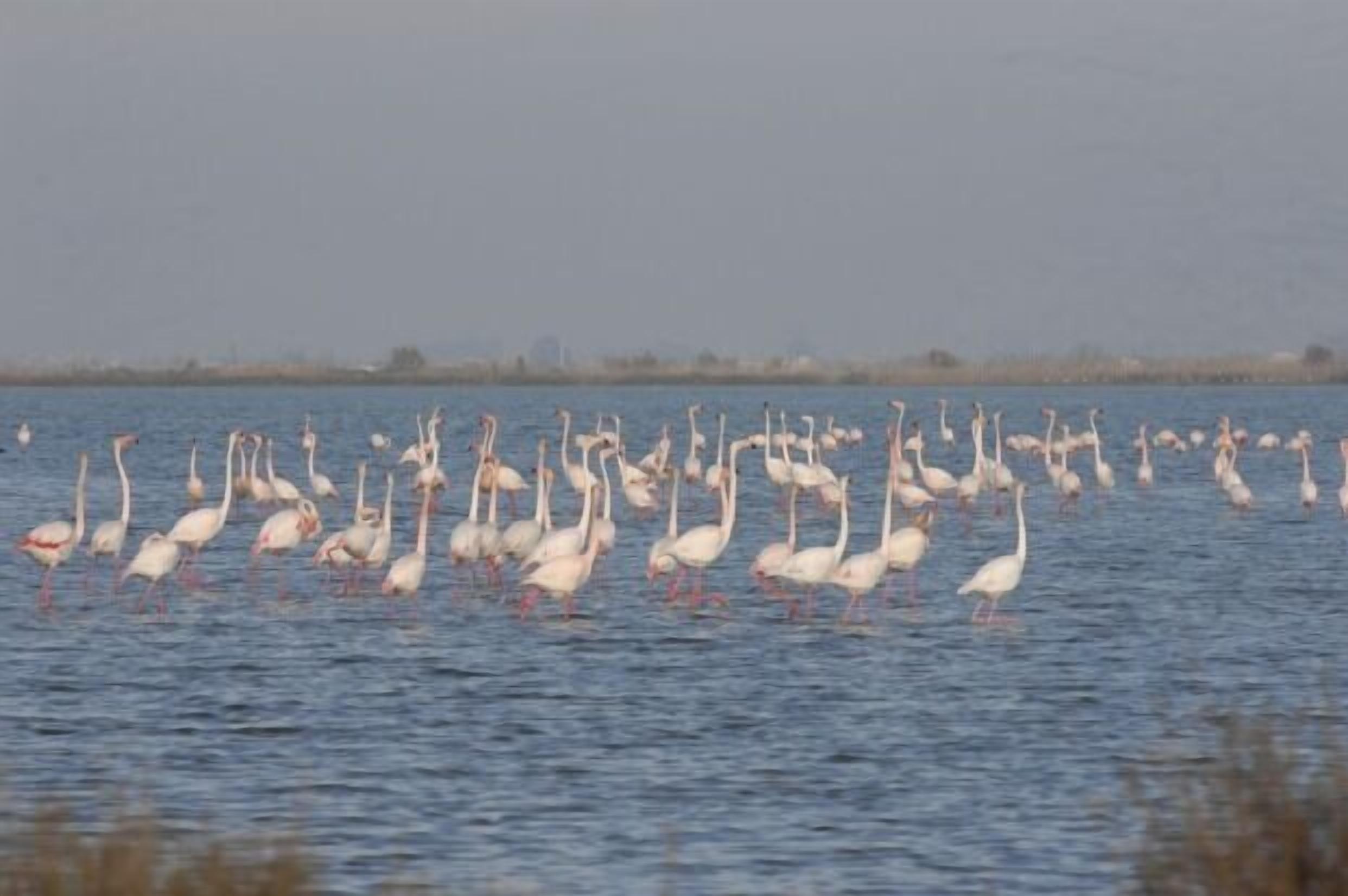 Eine große Gruppe weißer Vögel, vermutlich Flamingos, steht in einem Gewässer.