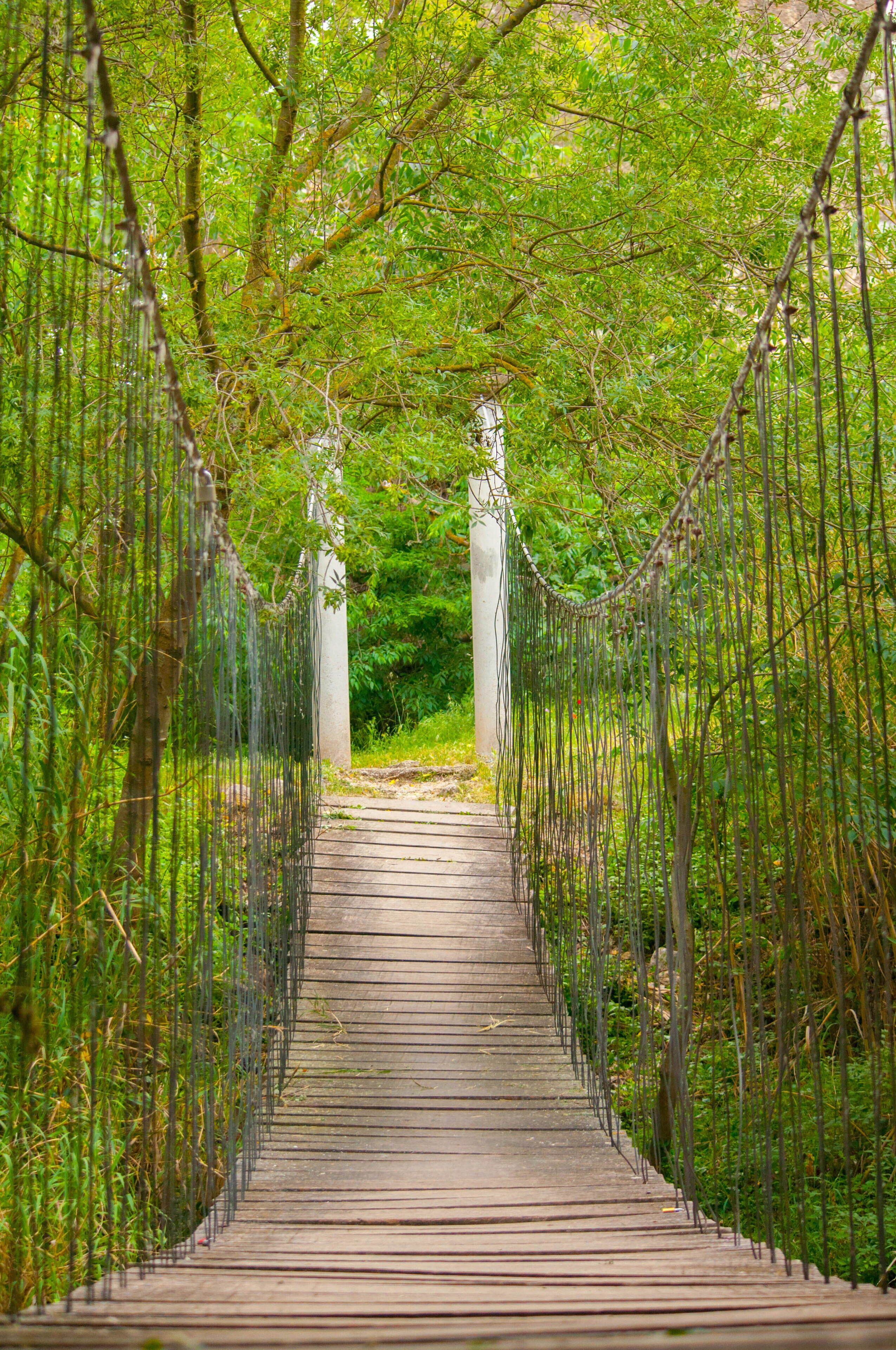 Un puente colgante de madera rodeado de exuberante vegetación.