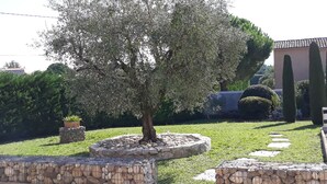 A garden with a mature olive tree, stone planters, and a stone pathway.