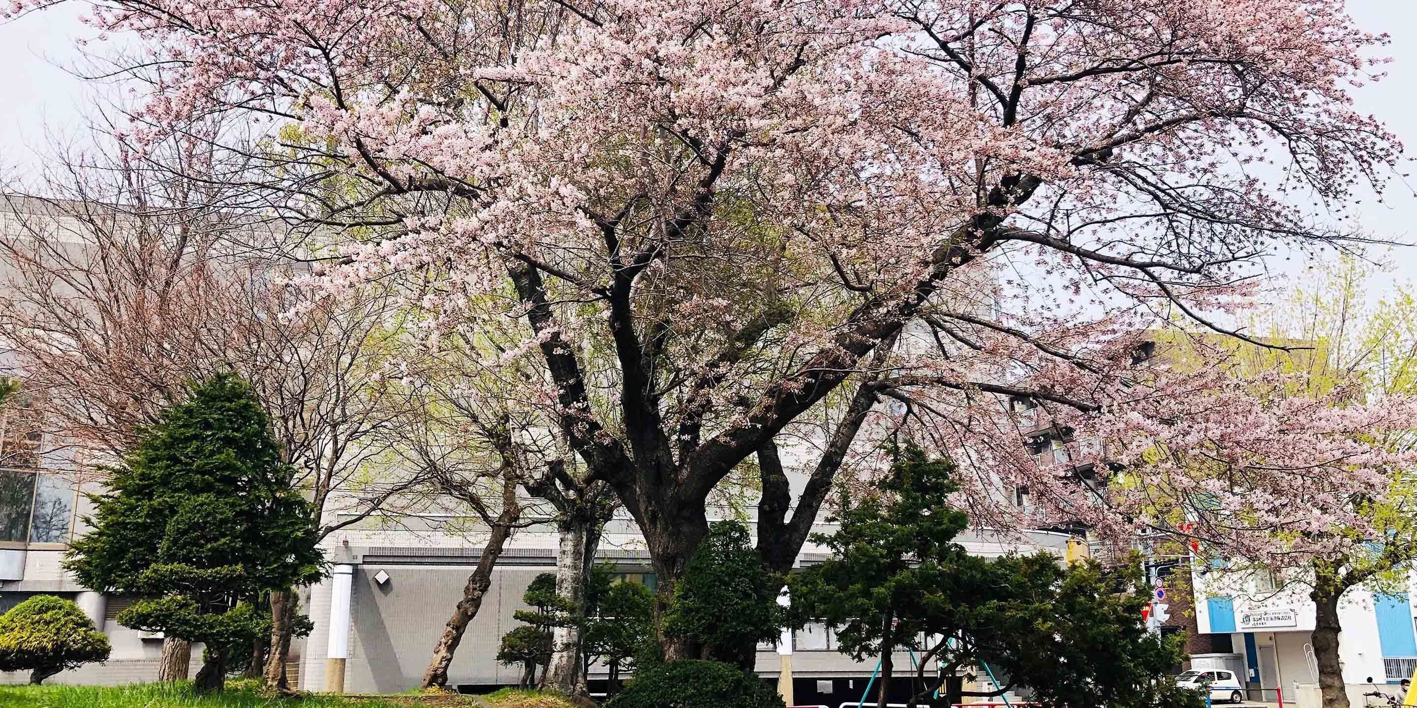 A large tree with pink blossoms in a landscaped area with buildings in the background.