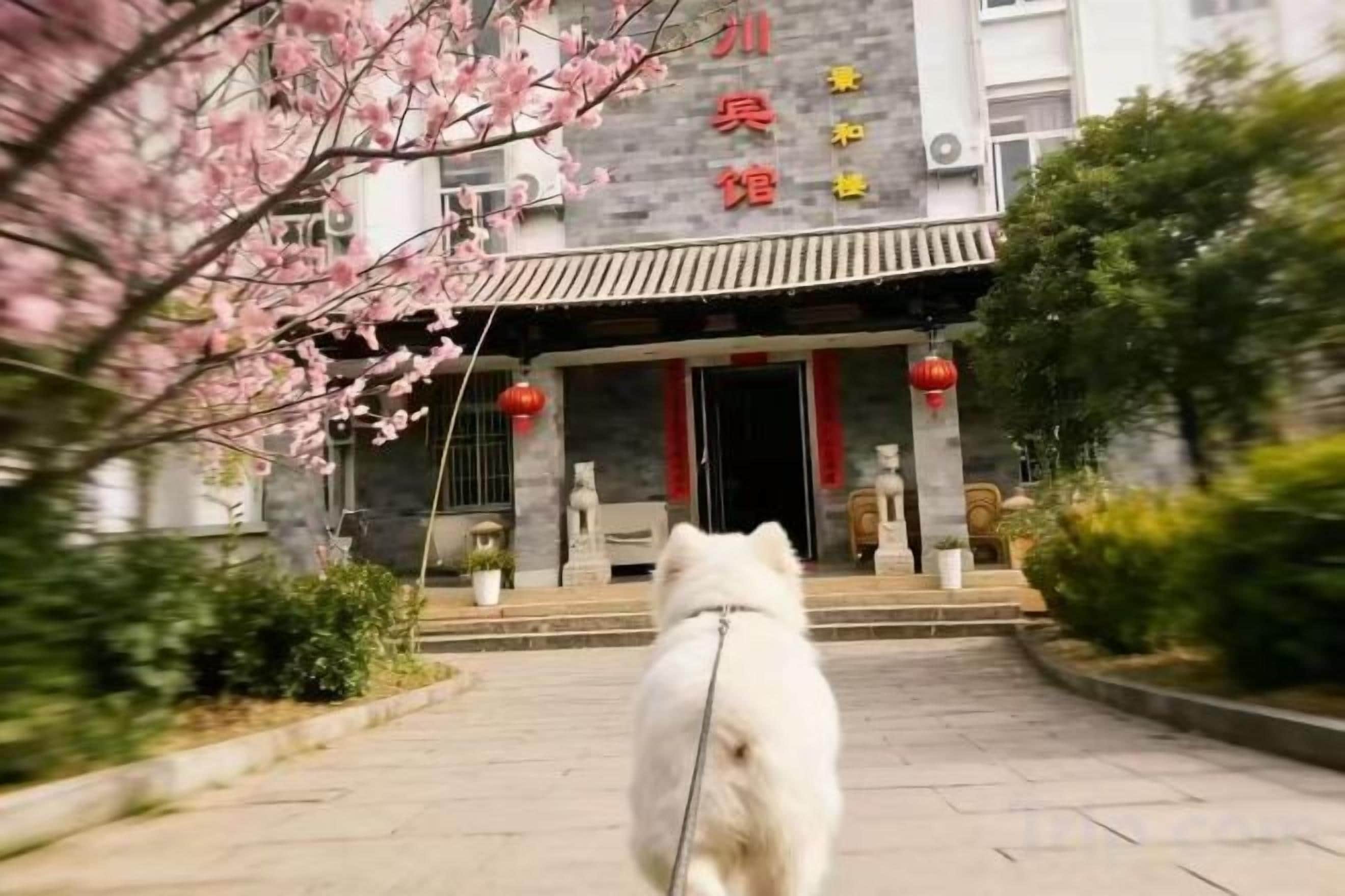 A building with a traditional architectural style, a dog on a leash, and cherry blossoms in the foreground.