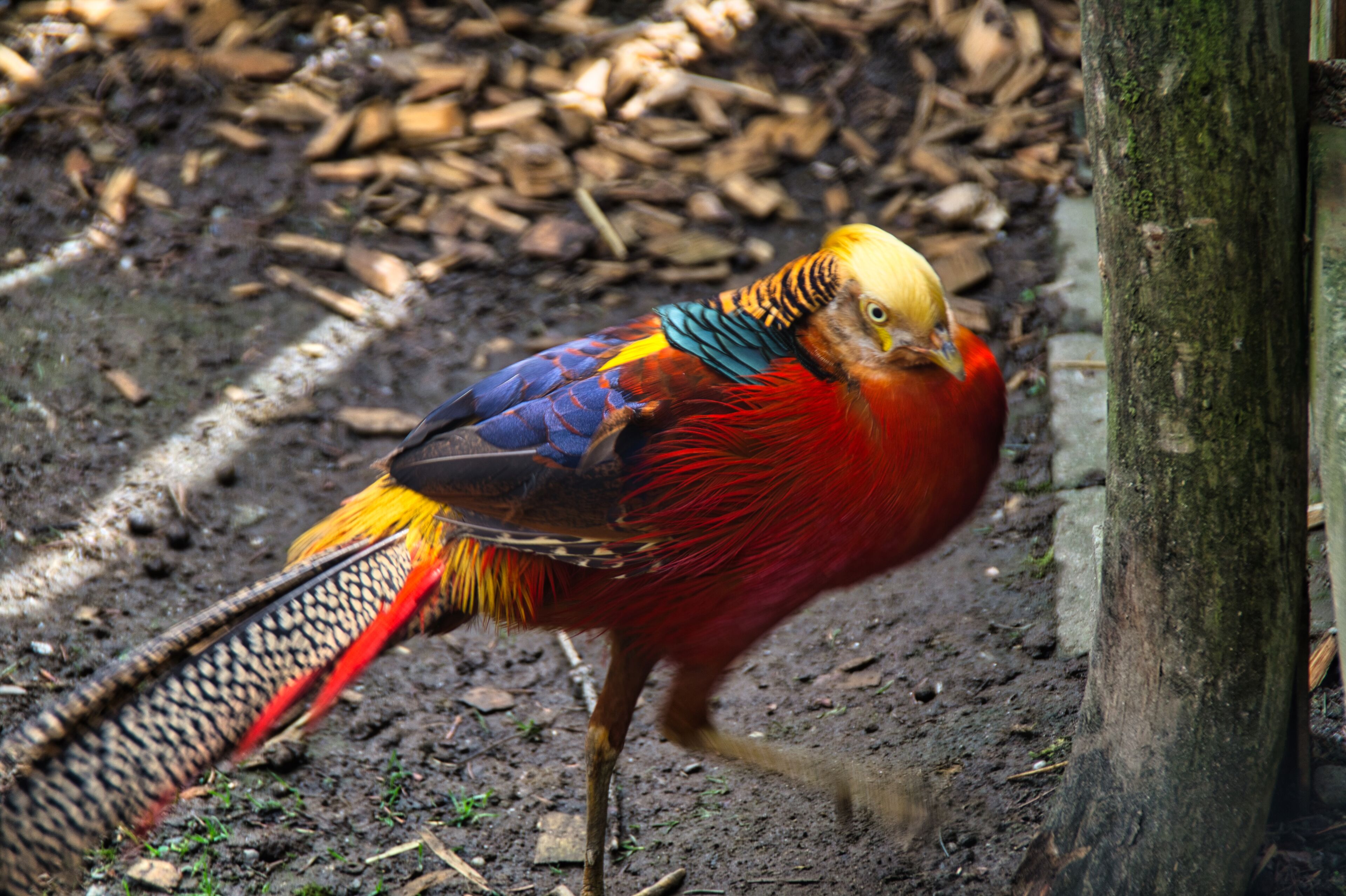 A colorful bird with a red body, yellow head, and blue and orange wings walking on a dirt path.