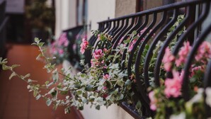 A row of black wrought iron balcony railings with pink flowers and green foliage. - Hotel Walewscy (Gdansk)