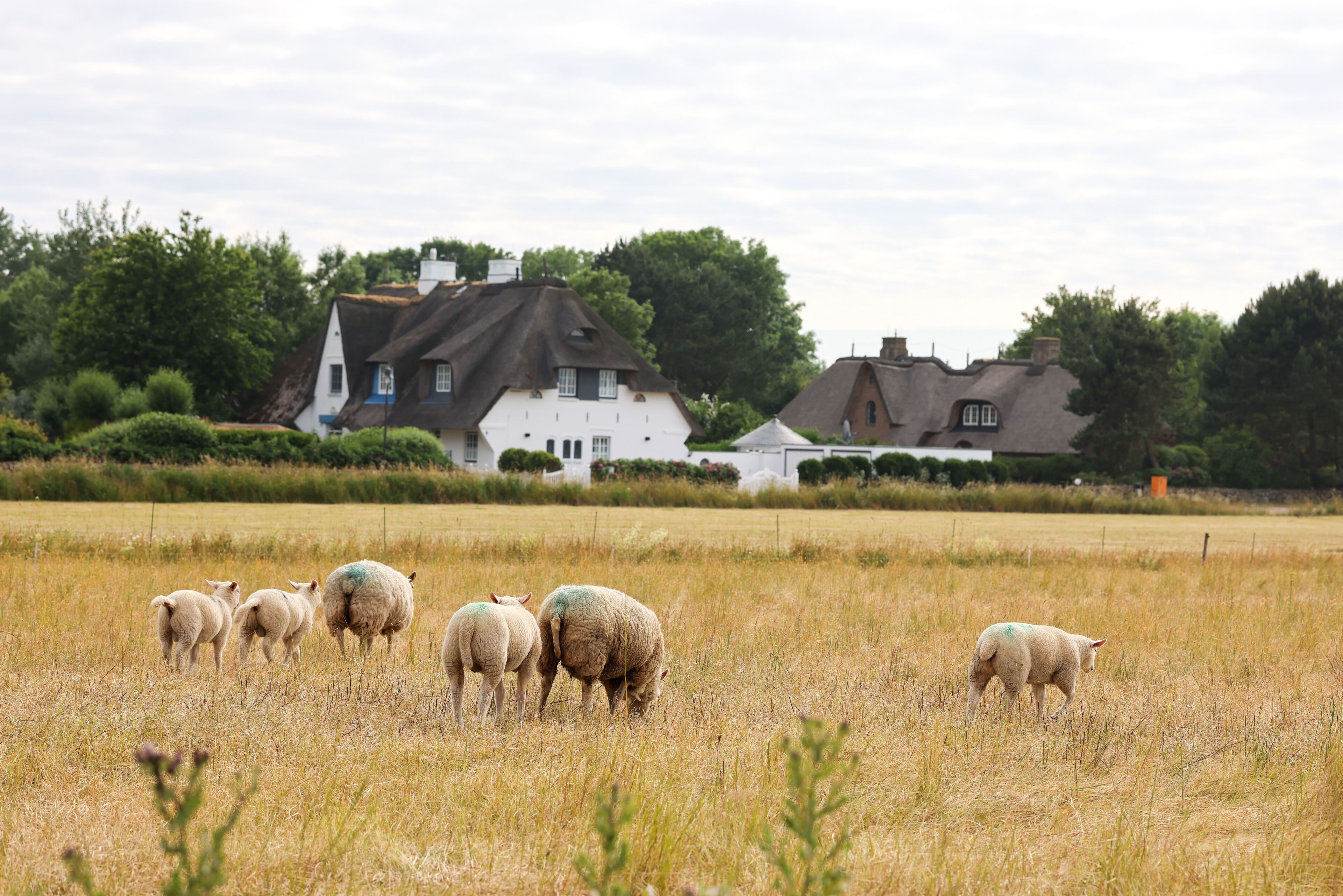 A rural landscape with a field of sheep and a white house with a black roof.