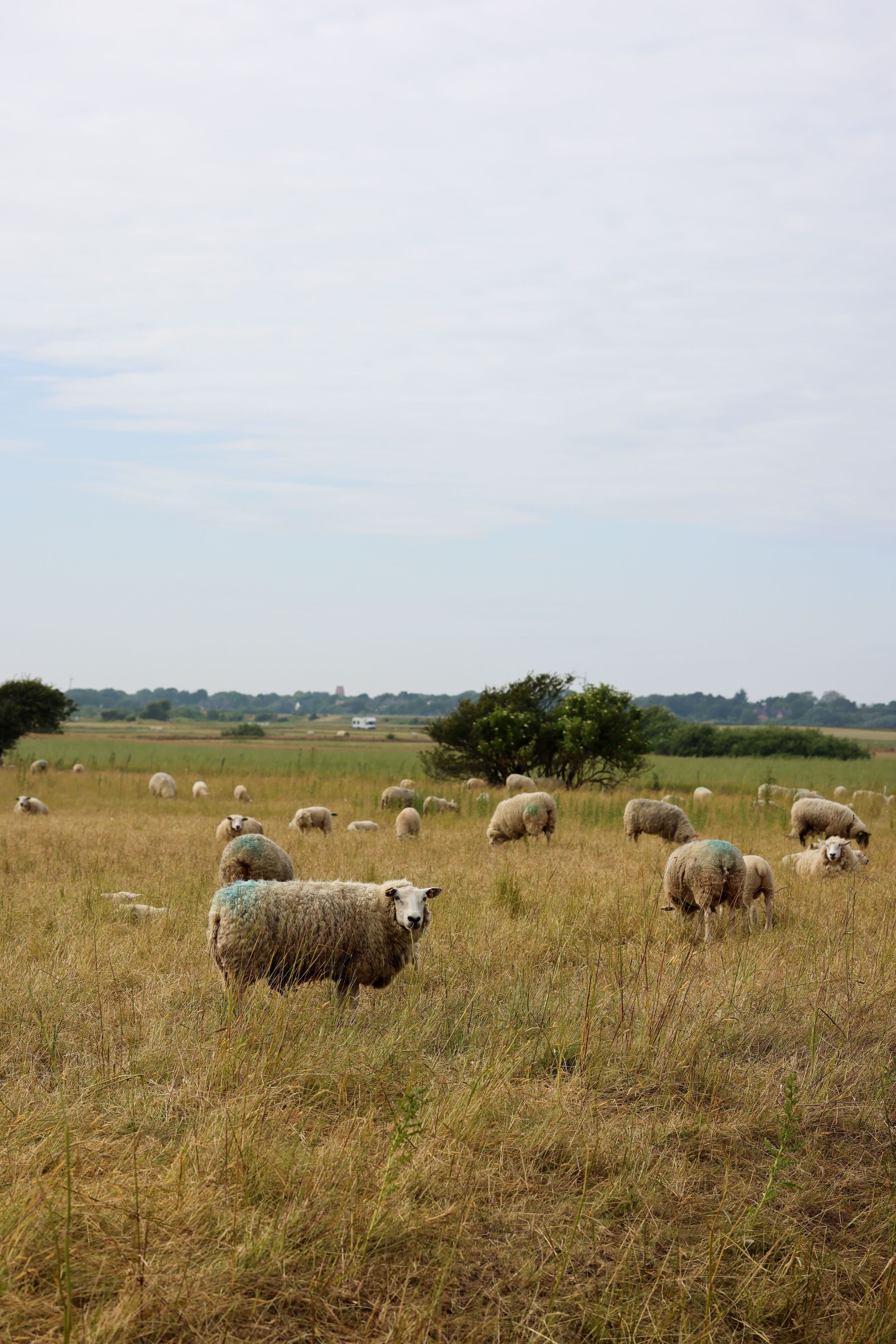 A field with sheep grazing.