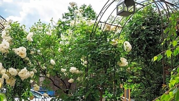 Um pátio com jardim, mesa, casa de pássaros e flores brancas.