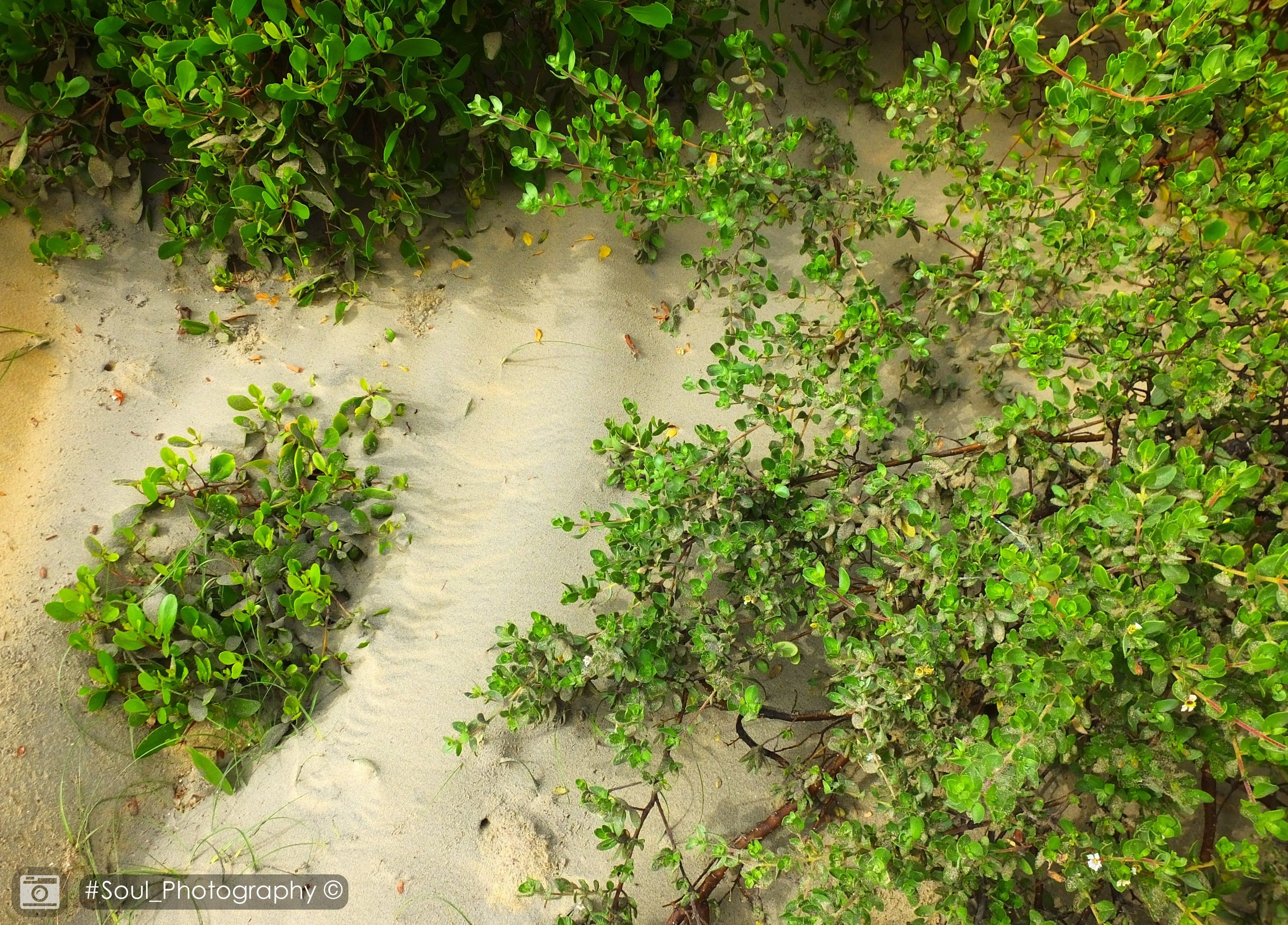 A sandy area with green vegetation and a concrete wall.