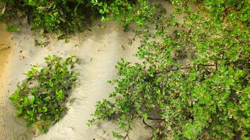 A sandy area with green vegetation and a concrete wall.