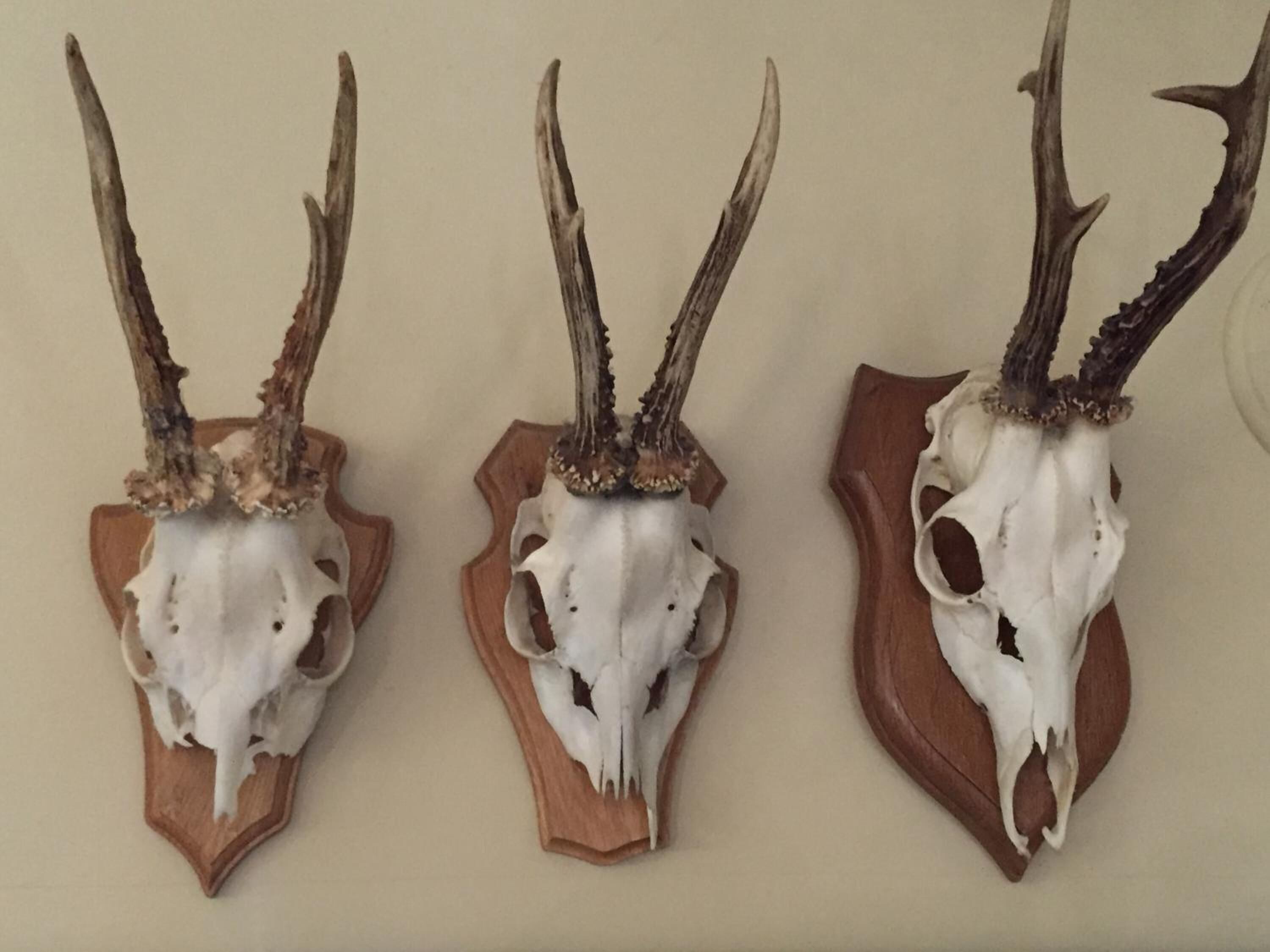 Three mounted animal skulls with antlers on wooden bases.