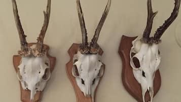 Three mounted animal skulls with antlers on wooden bases.